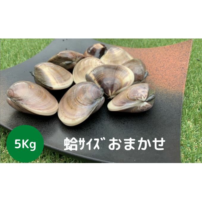 地元漁師が厳選！”天然蛤”ご注文時お勧めサイズお任せセット5kg入り 海鮮 魚介類 魚貝類 貝 はまぐり たっぷり 5kg 