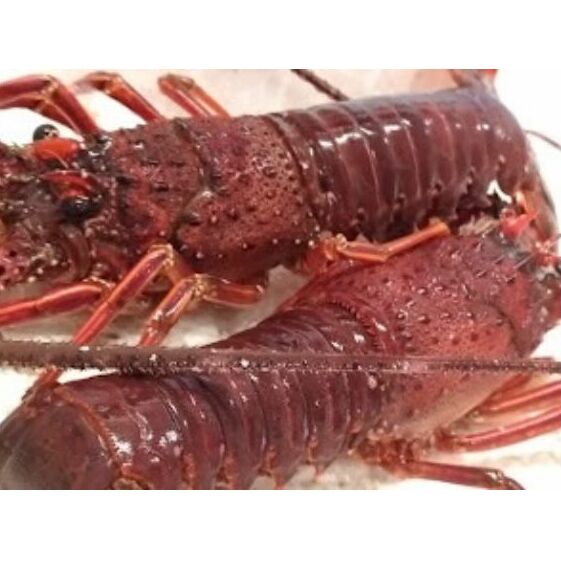 豪華BBQに最適！千葉県産"伊勢海老”特大 海鮮 魚貝類 魚介類 イセエビ バーベキュー 浜焼き 網焼き 房総 九十九里 