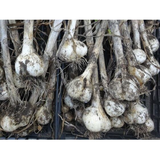 令和5年産　じゃんぼにんにく　バラ1kg 野菜 千葉県産 香味野菜 薬味 スタミナ ガーリック 大きさ 約５倍 臭いにくい 臭い控えめ 料理 調理 食材 