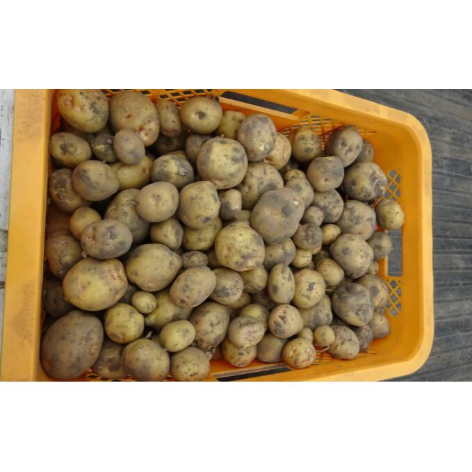 【先行予約】まなびファーム　令和6年産じゃがいも10kg 野菜 根菜 国産 新じゃがいも きたあかり 新じゃが ポテト 食材 