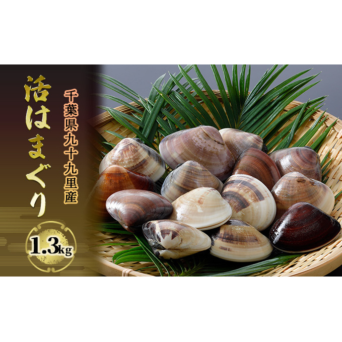 はまぐり 千葉 九十九里産 活はまぐり 1.3kg 貝 海鮮 海産物 海の幸 魚介 魚介類 水産 水産物 はまぐり鍋 バーベキュー BBQ お吸い物 国産 ハマグリ 蛤 産地直送 冷蔵 冷蔵配送 千葉県 九十九里 九十九里町