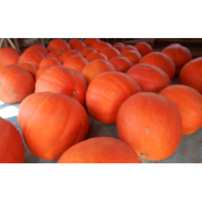 ハロウィン向けかぼちゃ　18kg未満 インテリア イベント 秋 飾り 置き物 南瓜 カボチャ イベント用品 ハロウィーングッズ 