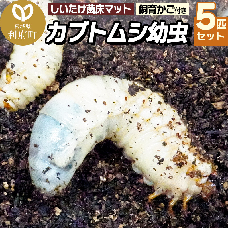 宮城県利府町産 カブトムシ幼虫5匹セット | 宮城県利府町 | JRE MALLふるさと納税