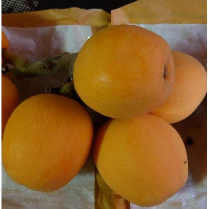 <先行予約><長崎特産!農家直送>露地びわ「極撰なつたより」5L(約90g~100g)×9玉入り