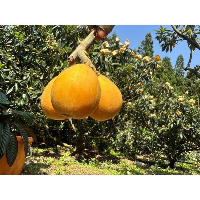 <先行予約><長崎特産!農家直送>露地びわ「なつたより」超希少4L(約80g~90g)×9玉入り