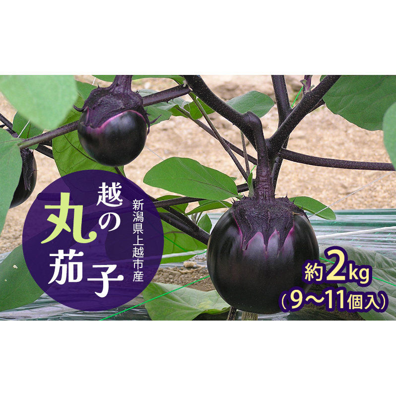 新潟県上越市産　茄子の大トロ　越の丸茄子2kg詰め（9個～11個入）ナス　丸茄子　野菜　新潟　上越