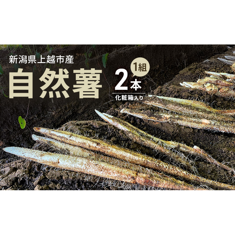 【先行予約 12月より順次出荷】自然薯　2本1組　化粧箱入り　新潟　にいがた　上越