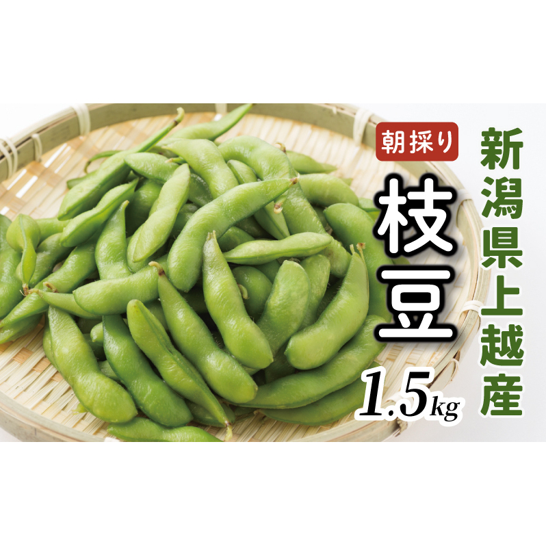 【数量限定】朝採りを産地から当日発送！ 新潟上越「高田圃場」の採れたて枝豆 たっぷり1.5kg 上越市 えだまめ