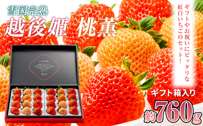 いちご 新潟 雪国完熟越後姫桃薫ダブル(約760g)ギフト箱入り食べ比べセット イチゴ 苺 贈り物 上越
