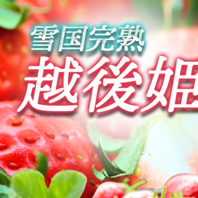 いちご 新潟 雪国完熟越後姫 約200g×2P イチゴ 苺 フルーツ 果物 お取り寄せ ギフト 贈り物 上越