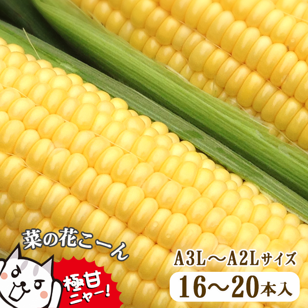 [先行予約]朝採れ とうもろこし「菜の花こーん」A3L〜A2L 16〜20本[2025年7月中旬以降より発送予定]