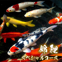 錦鯉　スペシャルコース