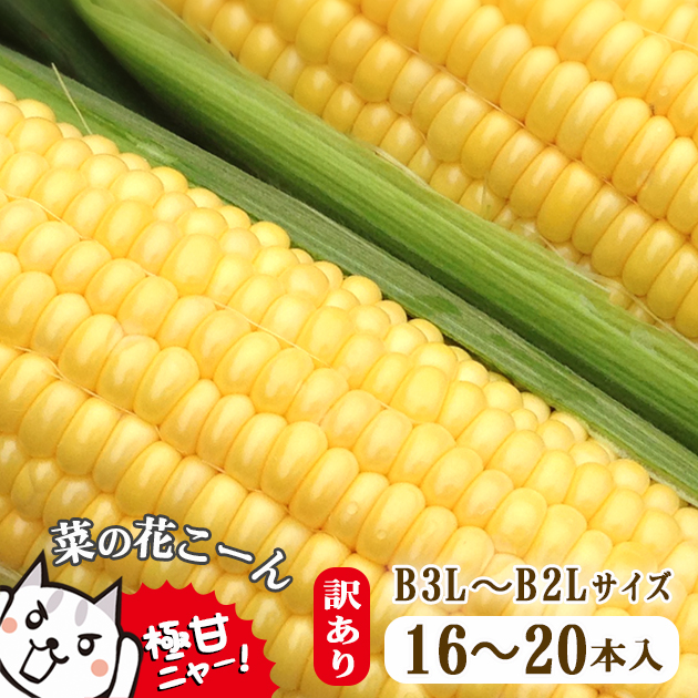 【先行予約】朝採れ とうもろこし 訳あり 菜の花こーん B3L～B2Lサイズ 16～20本 家庭用 産地直送 農家直送