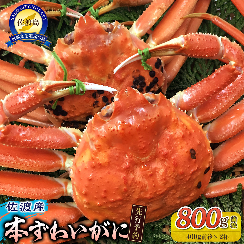 【先行予約】【令和8年1月中旬以降発送】佐渡産 本ずわいがに 800g前後（400g前後×2杯）