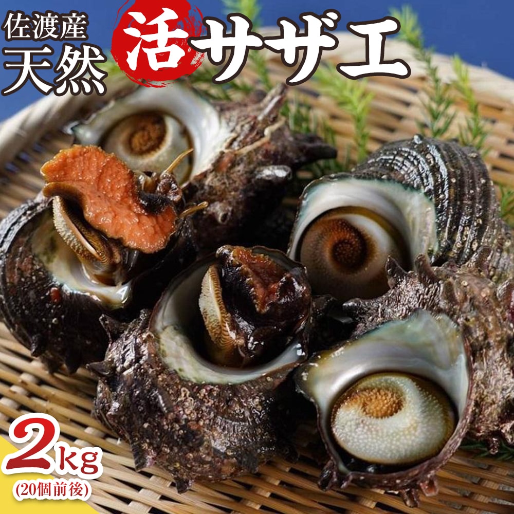 佐渡産　天然活サザエ 2kg（20個前後）