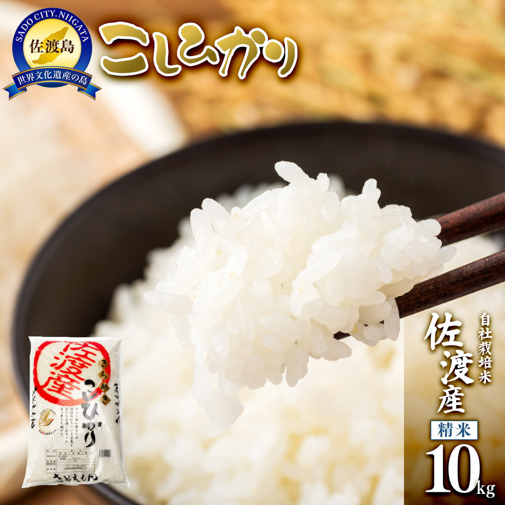 【令和7年米】自社栽培米佐渡産こしひかり（精米10kg）