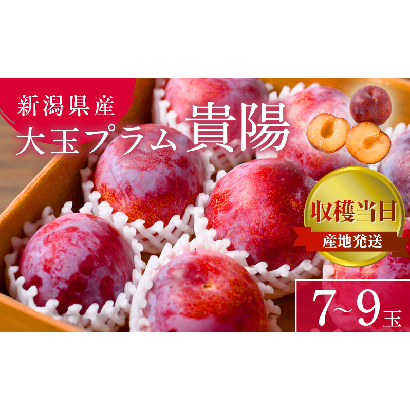 鹿児島産すもも9キロ 鹿児島産すもも9キロ （低農薬・化学肥料不使用のすもも『レッド