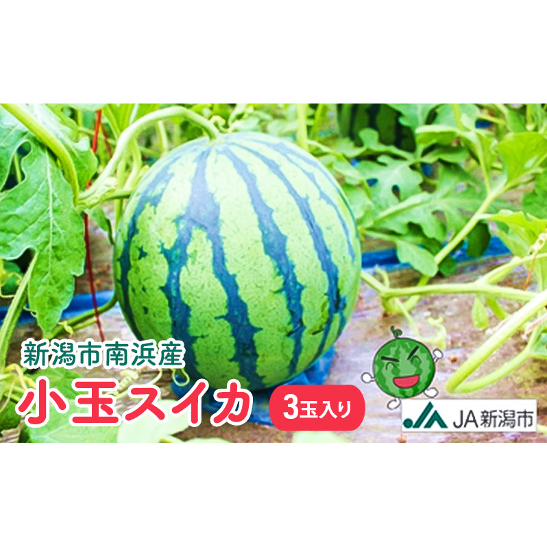 新潟市南浜産 小玉スイカ 3玉入 果物類 夏フルーツ
