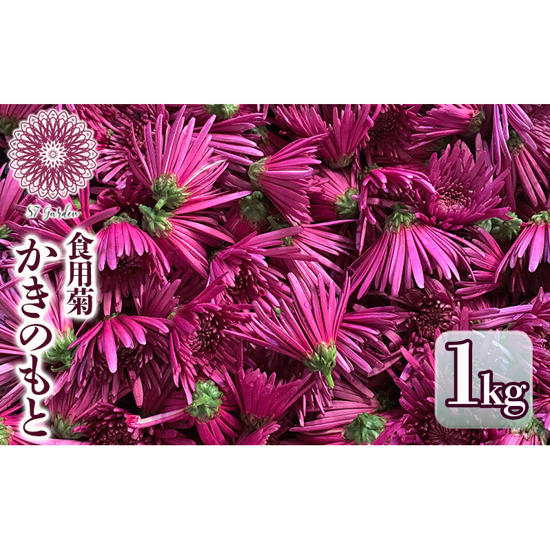 かきのもと(食用菊)1kg 野菜 苦みが少ない 旨味 香りが強い シャキシャキ食感 鮮やか 紫色 食用花 彩 食卓 華やか