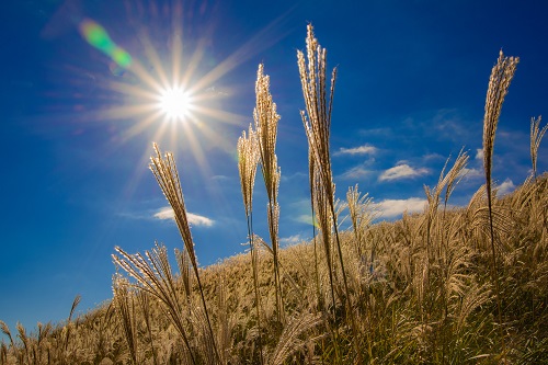 静岡県東伊豆町