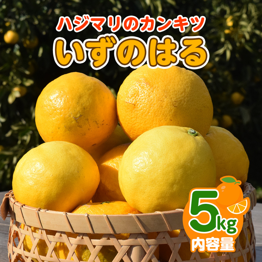 【2月配送】いずのはる　赤秀（最高級）　5kg　JAふじ伊豆　静岡県産 1382 ／ JAふじ伊豆 いずのはる 赤秀 贈り物 静岡県 東伊豆町