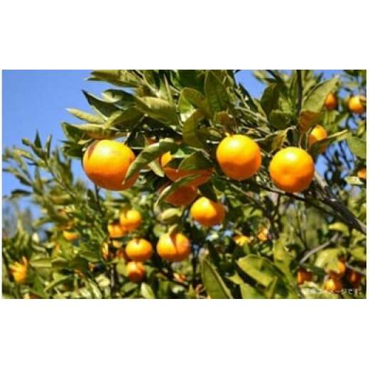 山田青果　青島みかん　10kg　1028／柑橘　完熟　予約　12月～発送　静岡県　東伊豆町