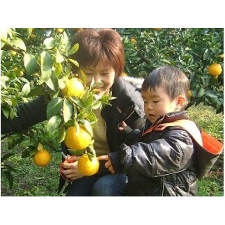 みかん狩り　収穫体験　お土産付　2名様　A021／収穫体験農園ふたつぼり　柑橘　フルーツ　静岡県　東伊豆町