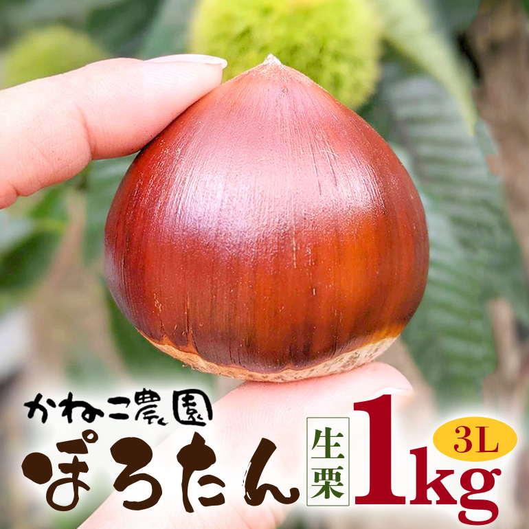 笠間の栗・かねこ農園の生栗「ぽろたん」1kg(3L)