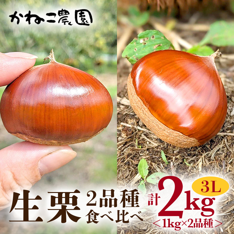 笠間の栗・かねこ農園の生栗 食べ比べ1kg×2品種(3L)