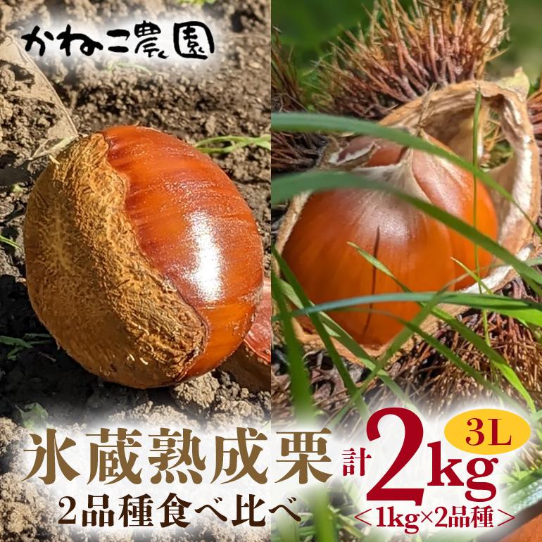 笠間の栗・かねこ農園の氷蔵熟成栗　食べ比べ1kg×2品種（3L）