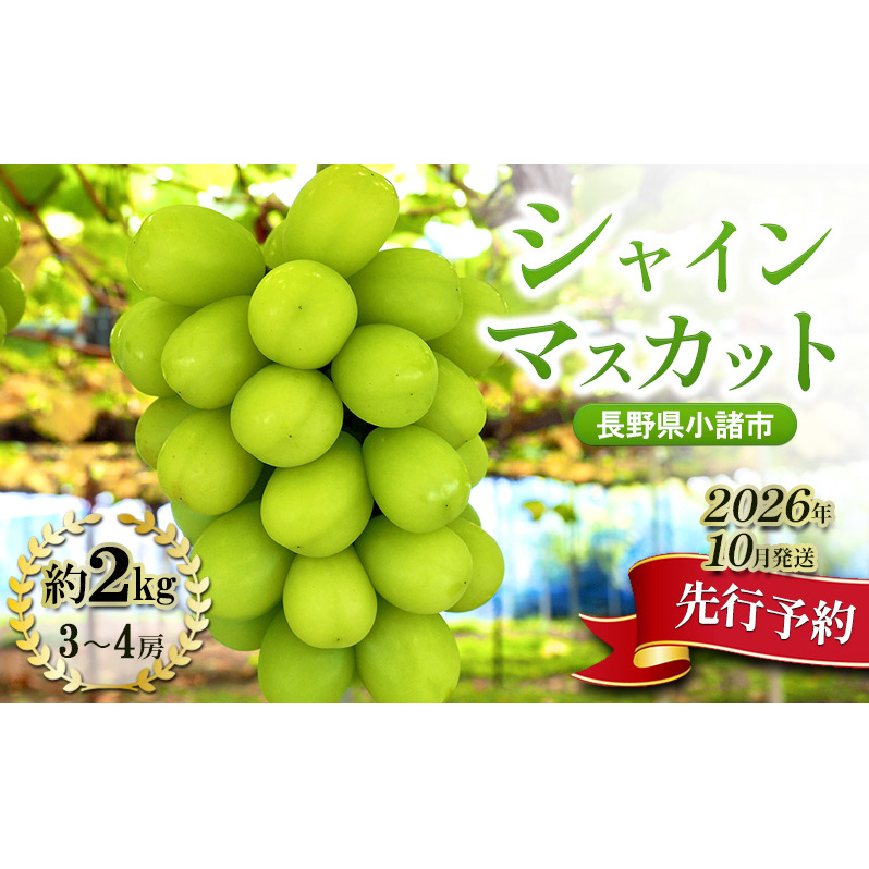 【先行予約/2026年10月発送】シャインマスカット約2kg 3~4房 重量保証 信州 小諸 果物 フルーツ ぶどう ブドウ 種無し 甘い 完熟 季節限定 贈答用 大粒 産地直送 新鮮 お取り寄せ こだわり ギフト