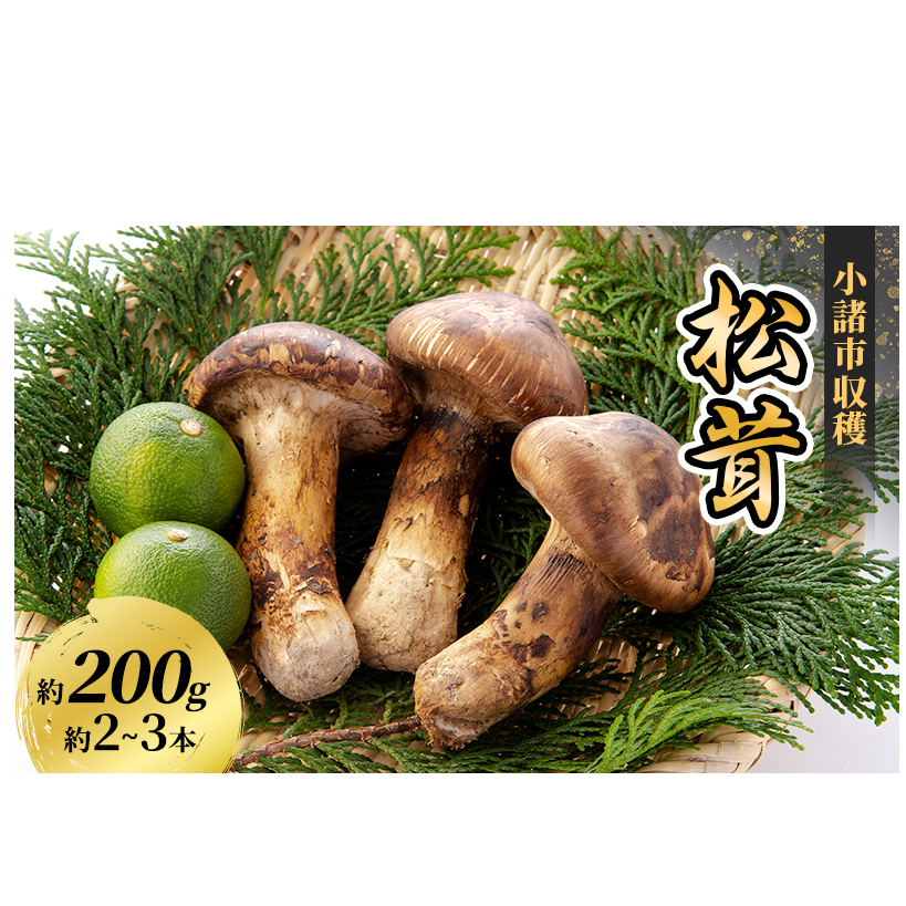 小諸市収穫　松茸　約200g（2～3本） 野菜 きのこ マツタケ 