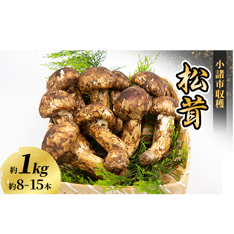 小諸市収穫　松茸　約1kg（8～15本） 野菜 きのこ マツタケ 