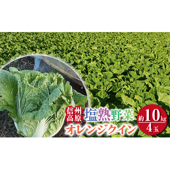 信州高原塩熟野菜(オレンジクイン)約10kg 4玉 産地直送 葉物野菜 甘い やわらかい サラダ 生食 オレンジ白菜 白菜 まろやか 食材 料理 調理