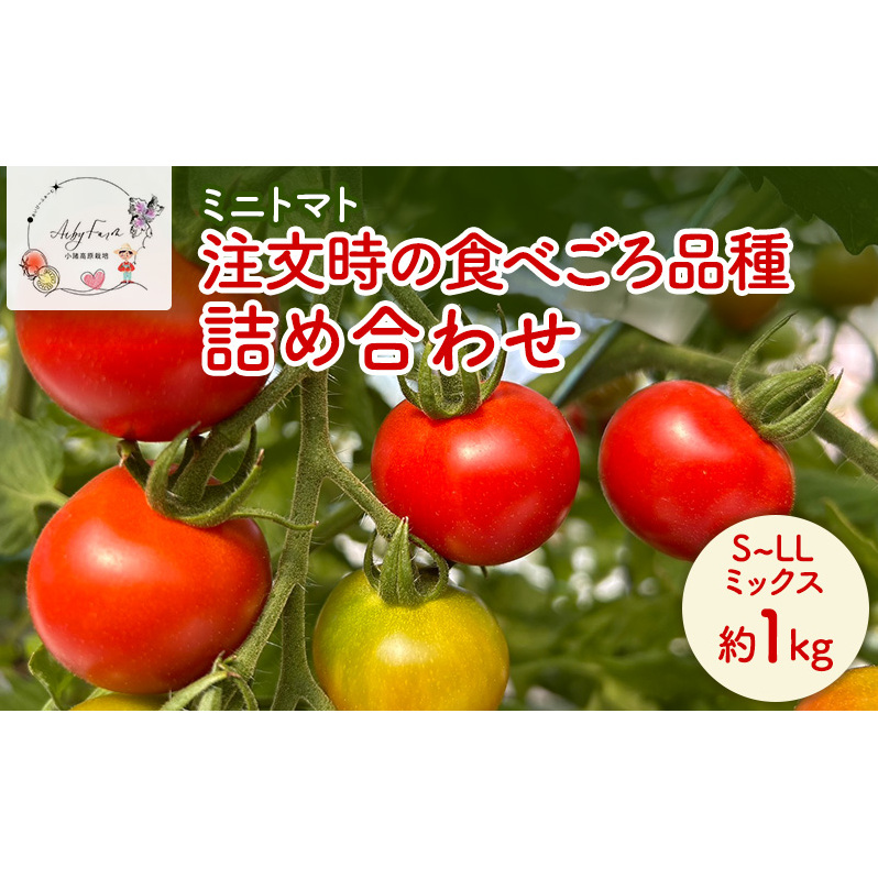 ミニトマト 約1kg 注文時の食べごろ品種詰め合わせ アイビーファーム 長野 信州 小諸 産地直送