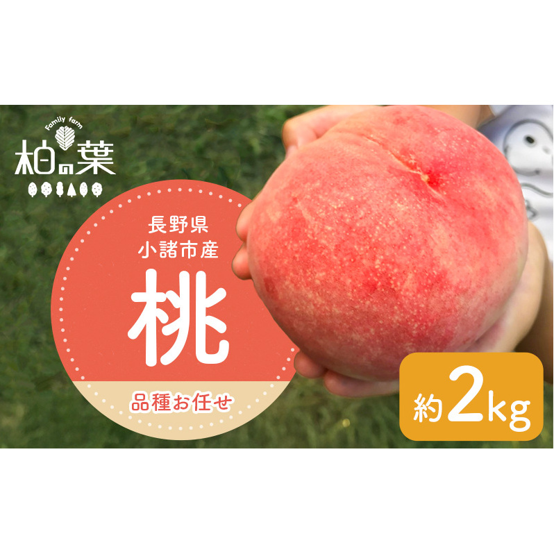 【2026年発送先行予約】　長野県小諸市産桃　約2kg（6～9玉） ギフト用　【Family farm 柏の葉】