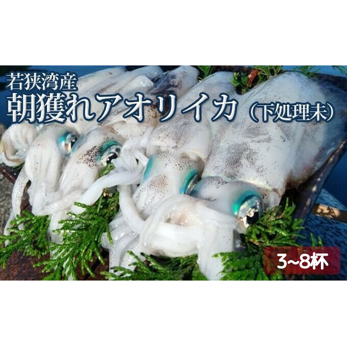 朝どれ アオリイカ 3～8杯 下処理なし セット 詰め合わせ イカ 烏賊 いか 魚介 魚介類 海鮮 海鮮セット 新鮮 福井 福井県 若狭町