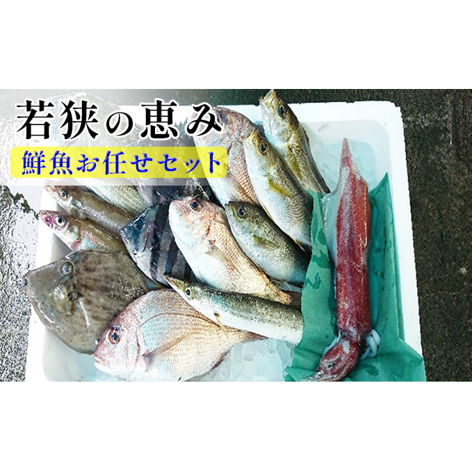 鮮魚セット 若狭の恵み 鮮魚ボックス 種類はお任せ セット 詰め合わせ 鮮魚 魚 お魚 魚介 魚介類 海鮮 海鮮セット 旬の魚 新鮮 福井 福井県 若狭町