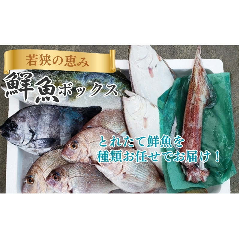 鮮魚セット 若狭の恵み 鮮魚ボックス 種類はお任せ セット 詰め合わせ 鮮魚 魚 お魚 魚介 魚介類 海鮮 海鮮セット 旬の魚 新鮮 福井 福井県 若狭町