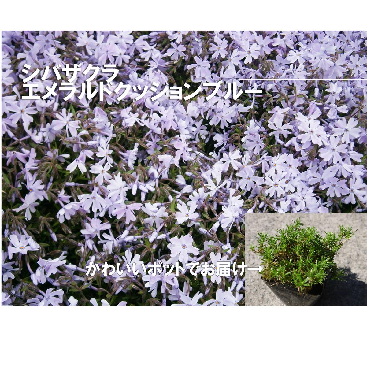 BS161_シバザクラ　エメラルドクッションブルー20個 花 苗 植物 家庭菜園 花壇 プランター ガーデニング 芝桜