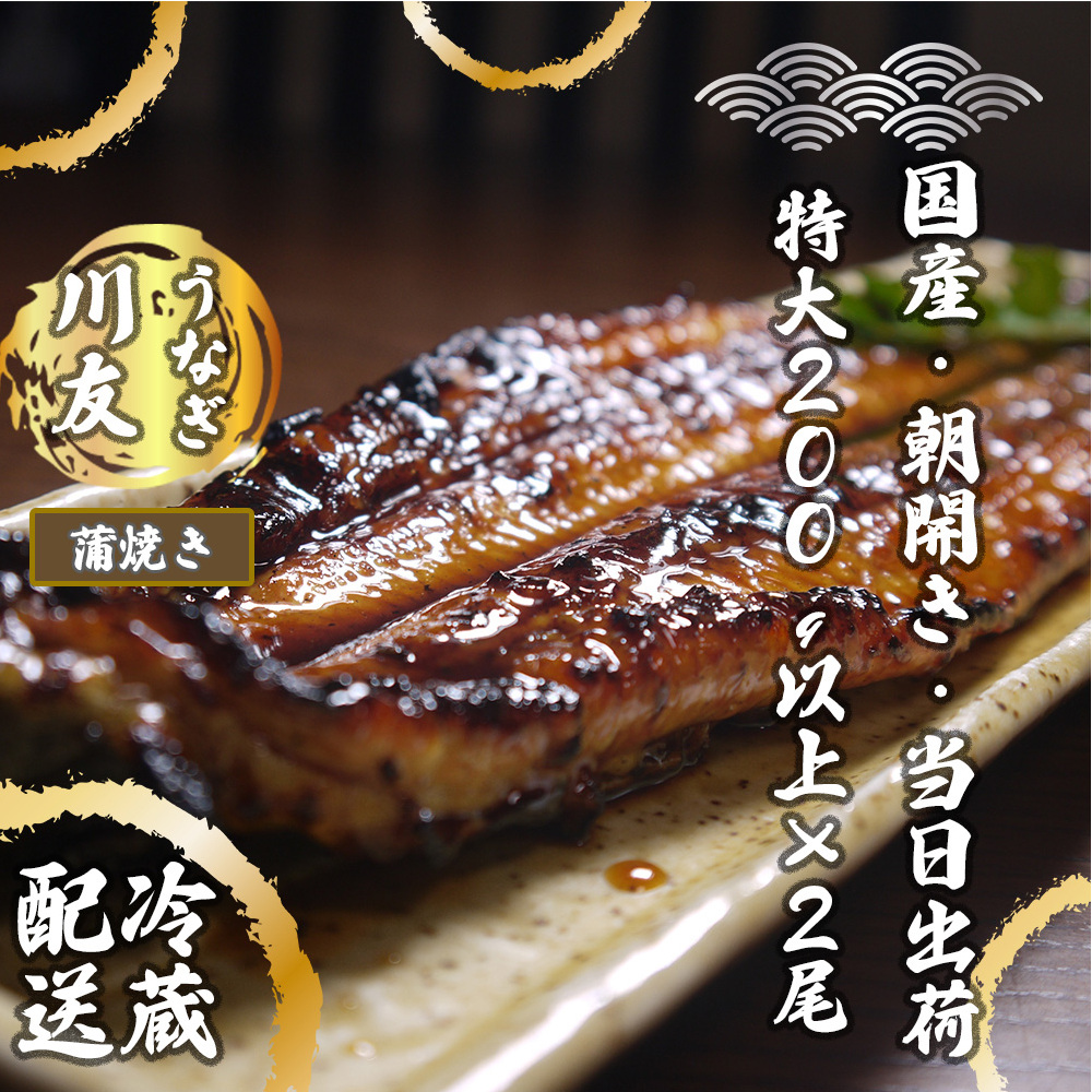 AK003_【冷蔵発送】朝開き国産うなぎ 当日発送２尾（1尾あたり約200～230ｇ） 蒲焼き（タレ付）国産鰻 ウナギ