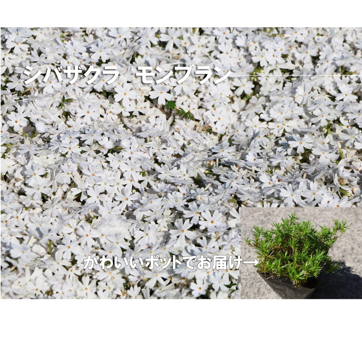 BS158_シバザクラ　モンブラン20個 花 苗 植物 家庭菜園 花壇 プランター ガーデニング 芝桜
