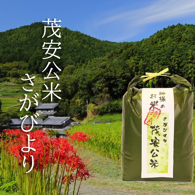 BF029_【令和７年度産新米】 茂安公米 5ｋｇ みやき町産 さがびより【2025年10月中旬過ぎより順次発送】