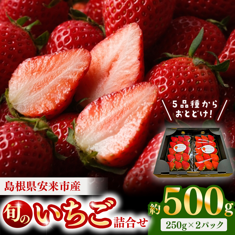 【先行予約】農場長厳選の美味しいいちご 500g【250g×2パック 苺 詰め合わせ いちご イチゴ 果物 フルーツ 甘味 甘酸っぱい かおり野 紅ほっぺ よつぼし スターナイト やよいひめ おやつ 島根県 安来市産 安来市】