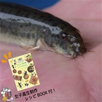 やすぎどじょう250g(女子高生制作どじょう料理レシピBOOK付き)【どじょう 活魚 生きたまま 食用 養殖 やわらかい 弾力 クセがない レシピ付き 魚 美味しい 栄養 食べやすい 新鮮 島根県 安来市】【価格変更】