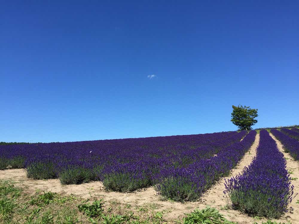 北海道上富良野町