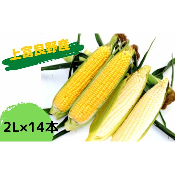 地元上富良野産とうもろこし14本（ピュアホワイト7本×おおもの7本）セット 野菜 トウモロコシ コーン 