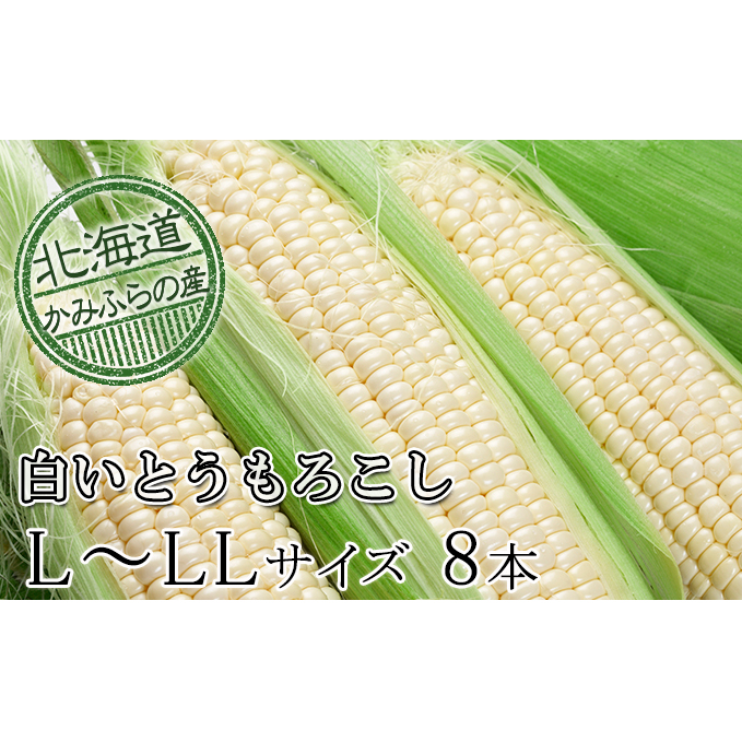 朝採り【白いとうもろこし】L-LL 8本セット≪北海道上富良野町産≫ 野菜 トウモロコシ 