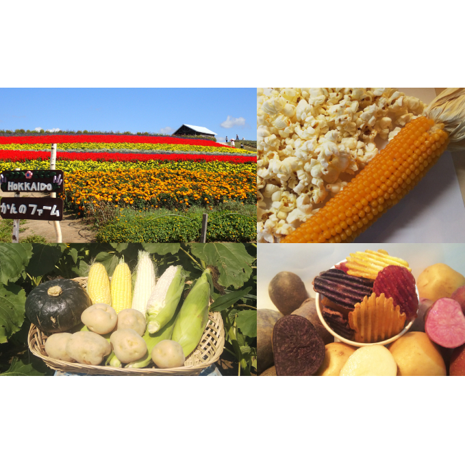 上富良野【かんのファーム】新鮮野菜の定期便（ラベンダー付全3回） とうもろこし じゃがいも 玉ねぎ たまねぎ 花 詰合せ ハロウィン かぼちゃ 花束 