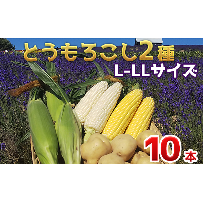【 2025年 発送 】先行予約 かんのファーム 産 とうもろこし 食べ比べ 10本 セット( じゃがいも 付 ) 北海道 上富良野町 とうもろこし トウモロコシ セット じゃがいも ジャガイモ 先行受付 雪の妖精 ゴールドラッシュ 